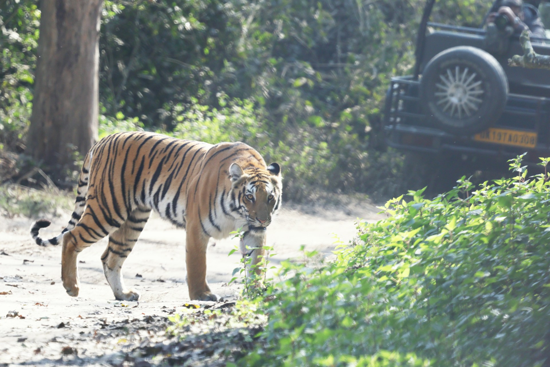 Jim Corbett